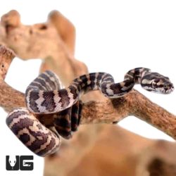 Baby Irian Jaya x Coastal Carpet Python For Sale - Underground Reptiles