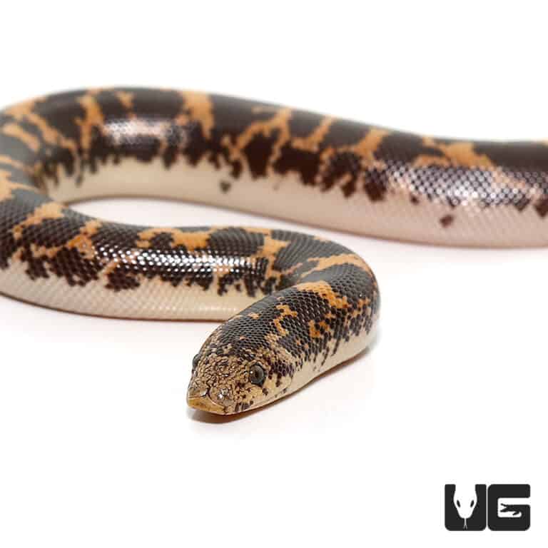 Baby Anery Kenyan Sand Boas For Sale Underground Reptiles