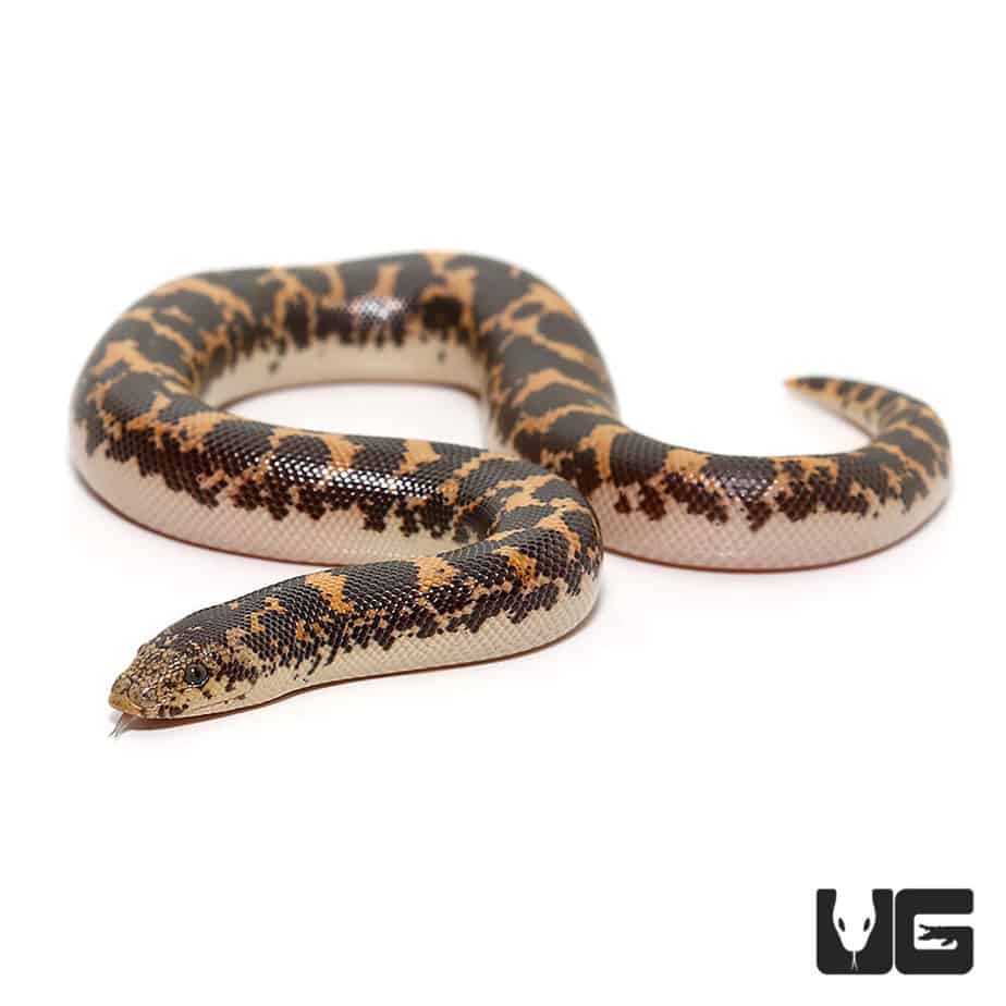 Baby Kenyan Sand Boas For Sale - Underground Reptiles