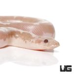 Baby Snow Stripe Splash Kenyan Sand Boas for sale - Underground Reptiles