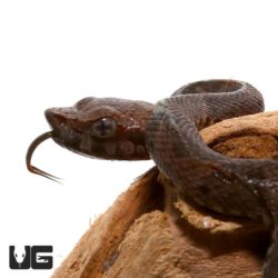 Baby Lancehead Viper For Sale - Underground Reptiles