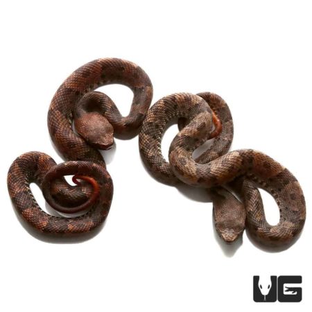 Baby Lancehead Viper snake, young venomous reptile, close-up image.