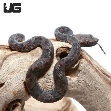Close-up of a baby Lancehead viper on a branch, showing detailed scales and alert eyes.