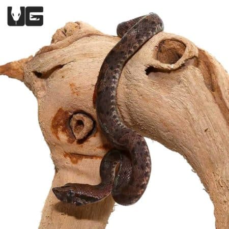 Baby Lancehead Viper coiled on wood, close-up view.