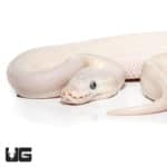 Baby Lesser Mojave Ball Python (Python regius) For Sale - Underground Reptiles