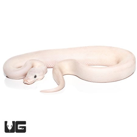 Baby Lesser Mojave Ball Python (Python regius) For Sale - Underground Reptiles