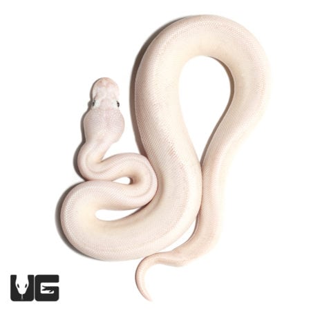 Baby Lesser Mojave Ball Python (Python regius) For Sale - Underground Reptiles
