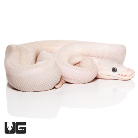 Baby Lesser Mojave Ball Python (Python regius) For Sale - Underground Reptiles