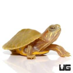 Baby Lime Rio Grande Red Ear Sliders For Sale - Underground Reptiles