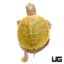 Baby Lime Rio Grande Red Ear Sliders For Sale - Underground Reptiles
