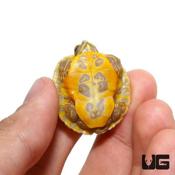 Baby Lime Rio Grande Red Ear Slider Turtles For Sale - Underground Reptiles