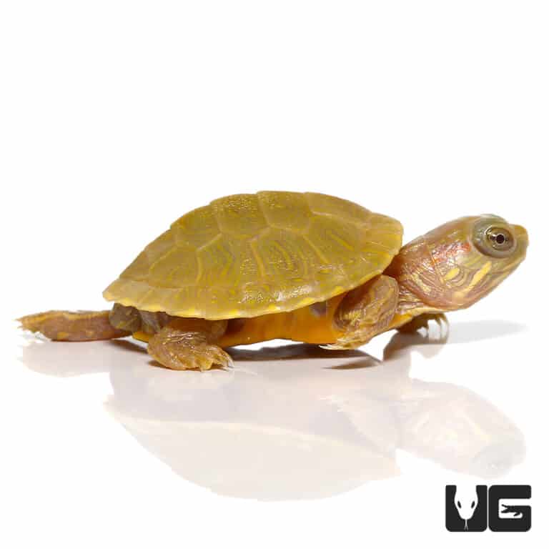 Baby Lime Rio Grande Red Ear Slider Turtles For Sale - Underground Reptiles