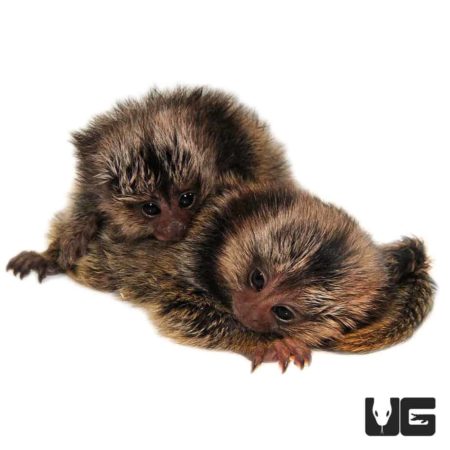Baby Marmoset Monkey For Sale - Underground Reptiles