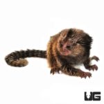 Baby Marmoset Monkey For Sale - Underground Reptiles