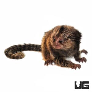 Baby Marmoset Monkey - Underground Reptiles