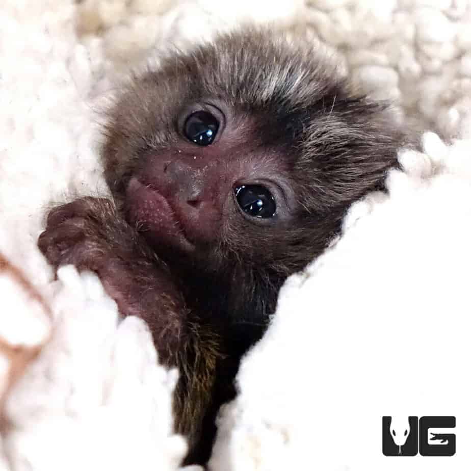 Baby Marmoset Monkey Underground Reptiles