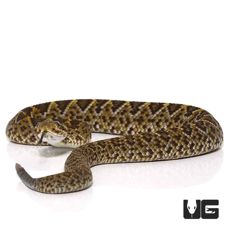 Baby Western Diamondback Rattlesnake for sale Underground Reptiles