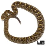 Baby Mexican West Coast Rattlesnake for sale - Underground Reptiles