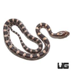 Baby Okeetee Cornsnakes For Sale - Underground Reptiles
