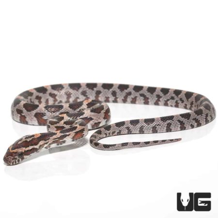 Baby Okeetee Cornsnakes For Sale - Underground Reptiles