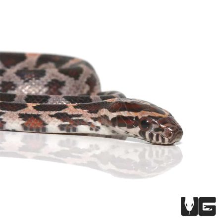 Baby Okeetee Cornsnakes For Sale - Underground Reptiles