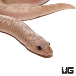 Baby Paradox Striped Snow Kenyan Sand Boa for sale - Underground Reptiles