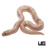 Baby Paradox Striped Snow Kenyan Sand Boa for sale - Underground Reptiles