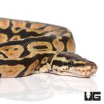 Baby Pastel Fire Ball Python For Sale - Underground Reptiles