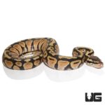 Baby Pastel Fire Ball Python For Sale - Underground Reptiles