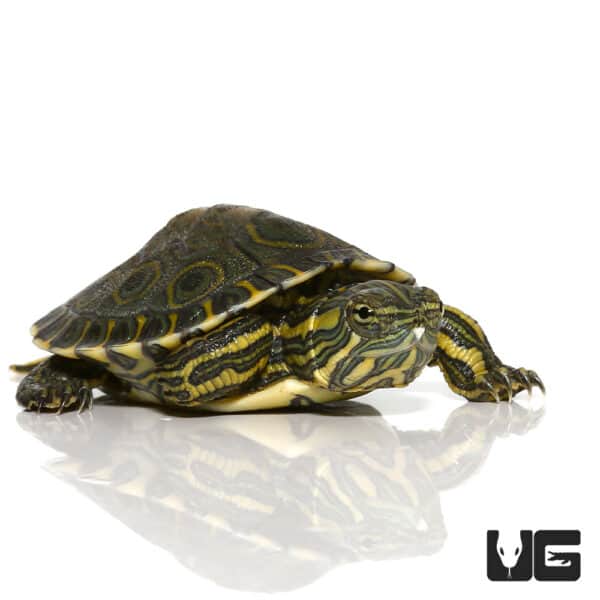 Baby Mexican Ornate Slider Turtles For Sale - Underground Reptiles