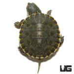 Baby Peacock Slider Turtles For Sale - Underground Reptiles