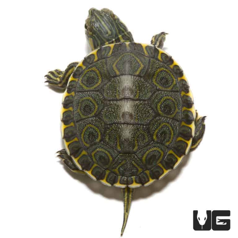 Baby Mexican Ornate Slider Turtles For Sale - Underground Reptiles