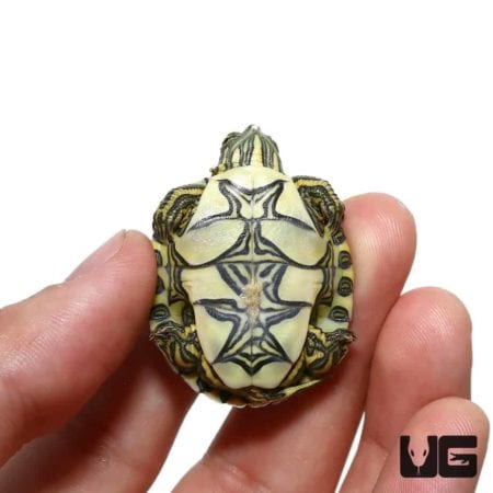 Baby Peacock Slider Turtles For Sale - Underground Reptiles
