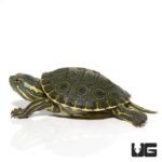Baby Peacock Slider Turtles For Sale - Underground Reptiles