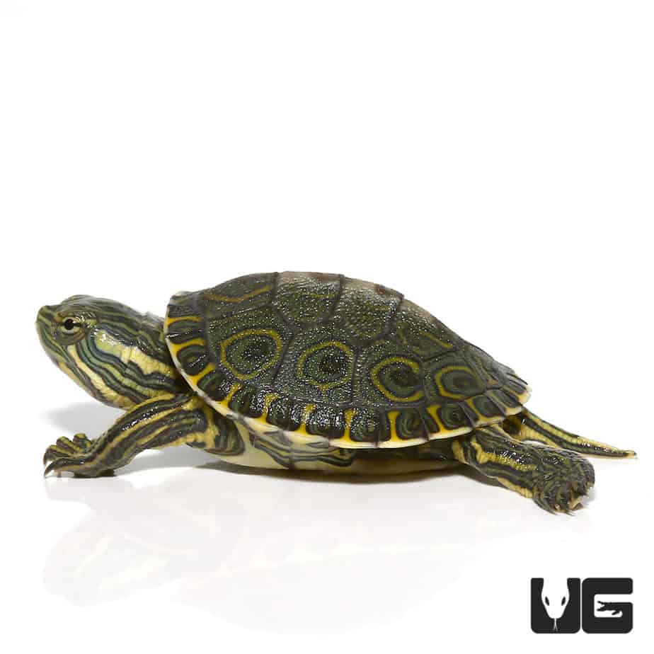 Baby Mexican Ornate Slider Turtles For Sale - Underground Reptiles