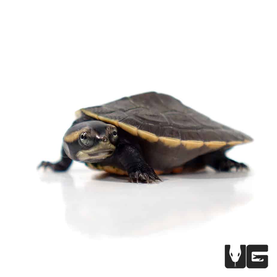 Turtles For Sale - Underground Reptiles