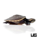 Baby Pinkbelly Sideneck Turtles For Sale - Underground Reptiles