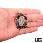 Baby Pinkbelly Sideneck Turtles For Sale - Underground Reptiles