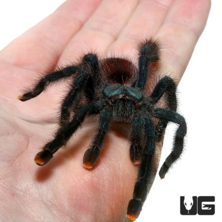Baby Pinktoe Tarantula For Sale - Underground Reptiles