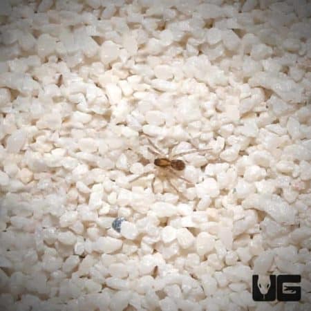 Baby Plains Wolf Spider for Sale - Underground Reptiles