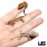 Baby Premium Pinstripe Crested Geckos For Sale - Underground Reptiles