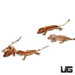 Baby Premium Pinstripe Crested Geckos For Sale - Underground Reptiles
