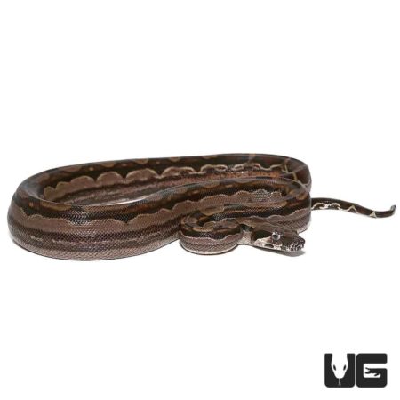 Baby Raptor Motley Boa Poss. Het Berry Blood For Sale - Underground Reptiles
