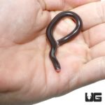 Baby Reticulated Worm Snake for sale - Underground Reptiles