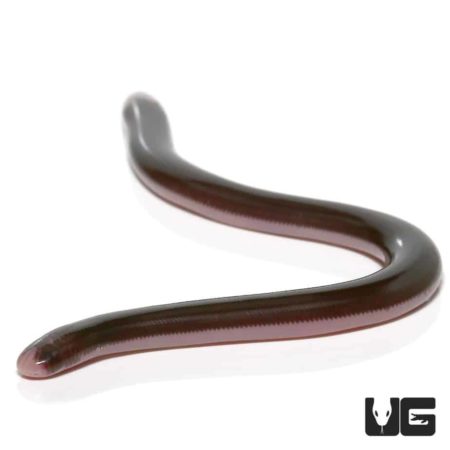 Baby Reticulated Worm Snake for sale - Underground Reptiles
