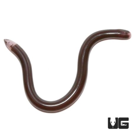 Baby Reticulated Worm Snake for sale - Underground Reptiles