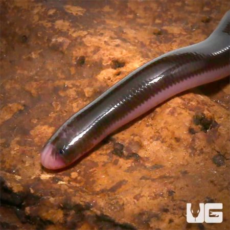 Baby Reticulated Worm Snake for sale - Underground Reptiles