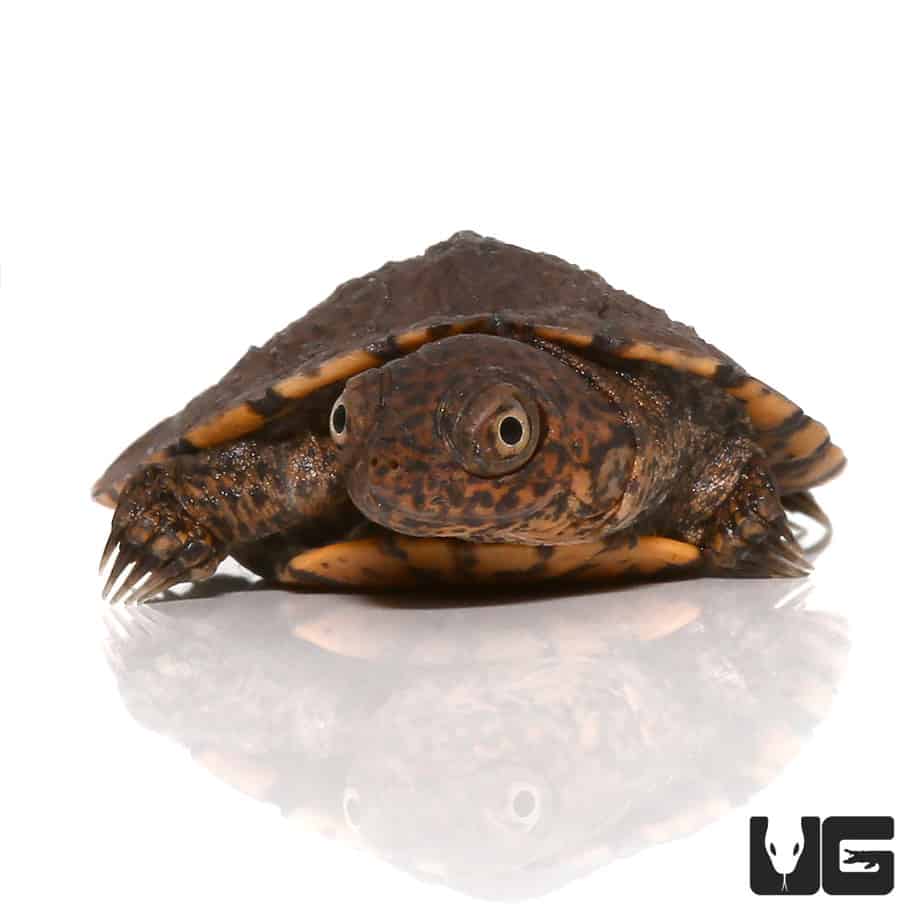 Baby Serrated Sidenecked Mud Turtles (Pelusios sinuatus) For Sale ...