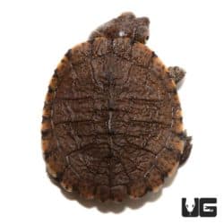 Baby Serrated Hinged Terrapin Turtles For Sale - Underground Reptiles