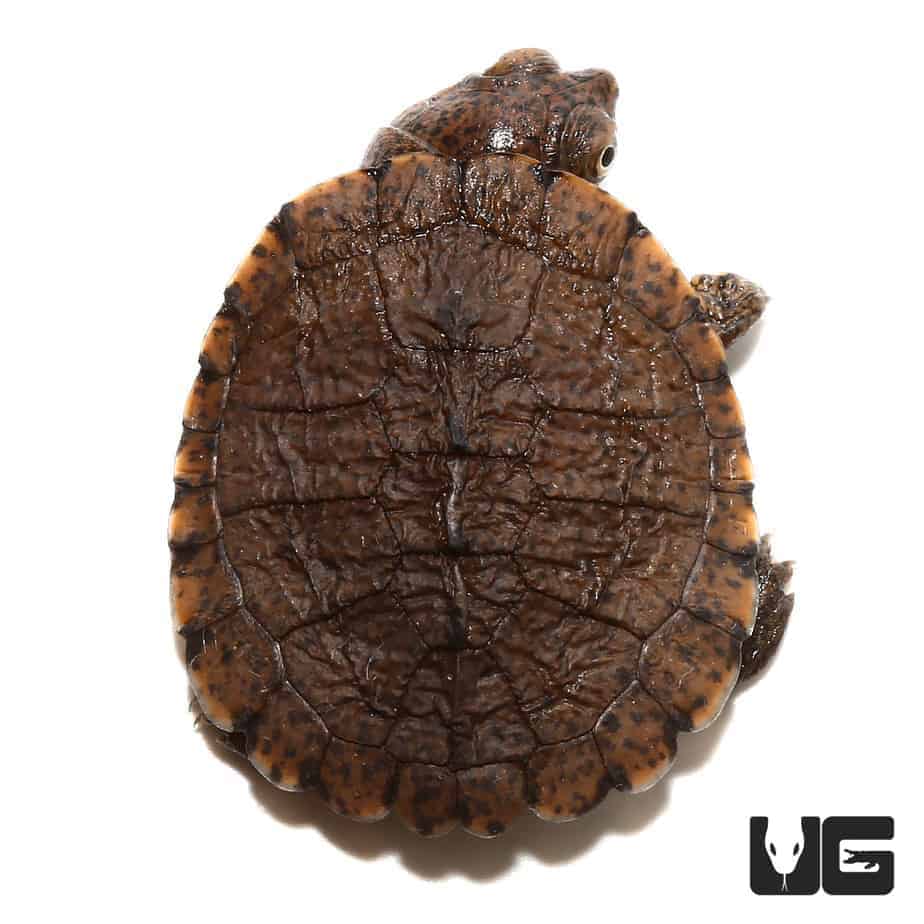 Baby Serrated Sidenecked Mud Turtles (pelusios Sinuatus) For Sale 